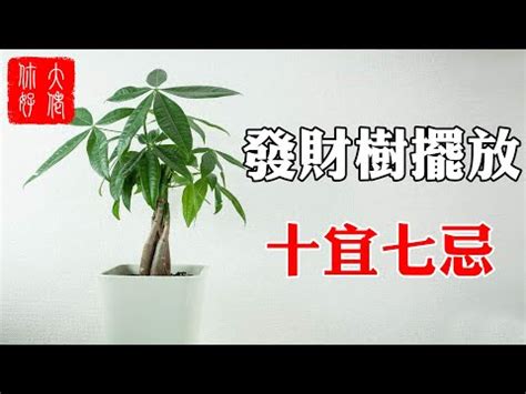 馬拉巴栗擺放位置|馬拉巴慄要曬太陽嗎？擺放位置小訣竅大公開 